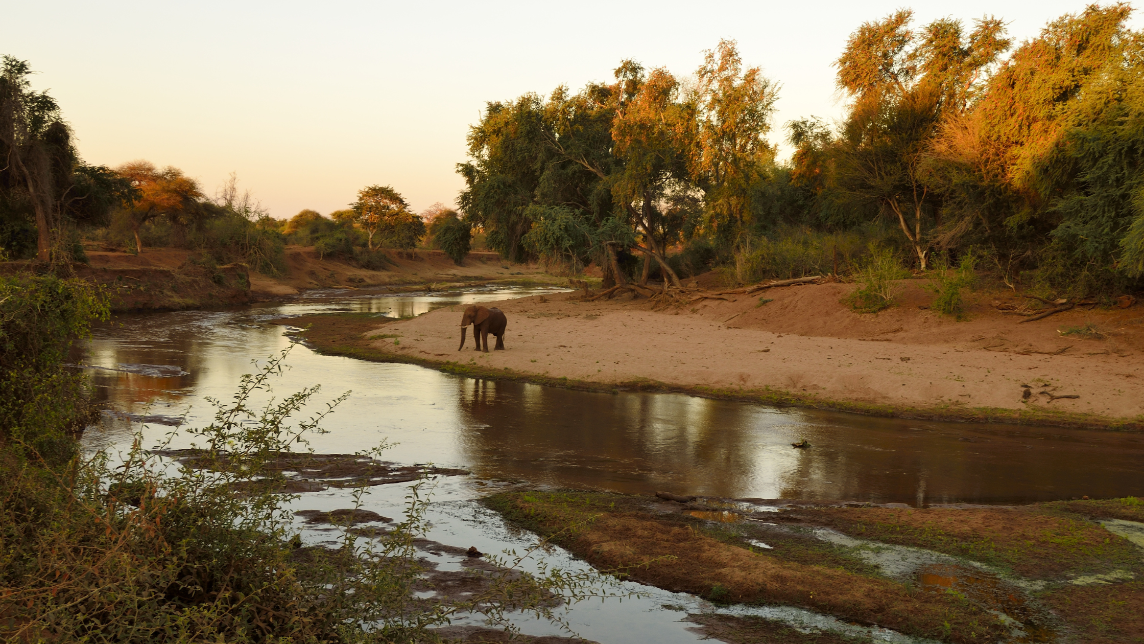elephant-kruger-park
