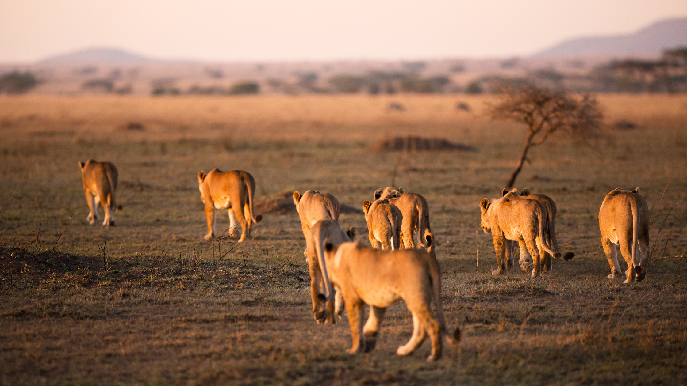 lions-in-serengeti-park